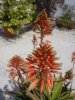 aloe nobilis.jpg