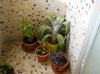 Balcon (23).jpg