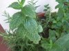 DSCN4128.JPG
