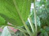 DSCN4127.JPG