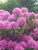 20180522_132707 (600x800).jpg