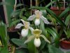 paphiopedilum deperle 2 - Copia.JPG