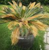 cycas stellix.JPG