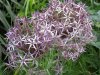 allium2.jpg