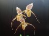 paphiopedilum saint swithin - Copia.JPG