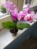 orchidee 6.jpg
