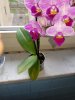 orchidee2.jpg