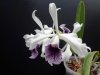 laelia purpurata werkhauseri - Copia.JPG