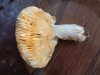 DSC02644.JPG