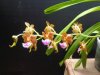 aerides flabellata - Copia.JPG