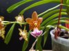 aerides flabellata 2 - Copia.JPG