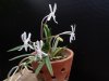 neofinetia falcata shutenno - Copia.JPG