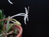 neofinetia falcata shutenno 3 - Copia.JPG