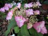 hydrangea-french-can-can.jpg