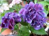 hydrangea-viola.jpg