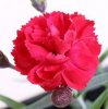 dianthus-First-Scent-Radiance-Costa-Farms-Perennial.jpeg