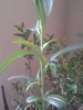IMG_20180619_232241.jpg