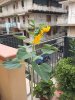 girasole1.JPG