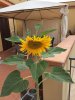 girasole2.JPG