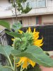 girasole3.JPG