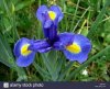 iris hollandica.jpg