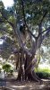 Ficus benjamina (2).jpg