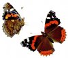 Vanessa_atalanta_-_Admiral_illustration.jpg