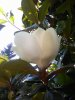 magnolia 27 06 2018.jpg