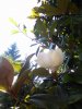 magnolia 27 06 2018.jpg 2.jpg