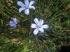 fiore-spe.jpg