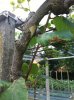 img1273ja.jpg