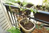 Ficus Carica (13).jpg