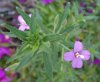 DSC00602R.jpg
