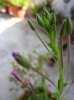 DSC00603R.jpg