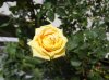 rosa gialla.jpg rosa gialla.jpg