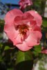 rosa2.jpg rosa2.jpg