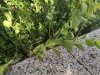 IMG_20180701_174558-800x600.jpg