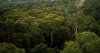 Amazon_Manaus_forest.jpg