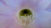 echinopsis5.jpg