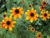 rudbeckia-triloba2.jpg