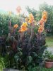 Canna indica Wioming piante 2013.JPG