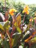 Canna Indica Wioming.jpg
