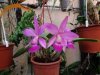 cattleya walkeriana.JPG