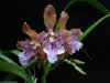 odontoglossum wiattianum - Copia.JPG