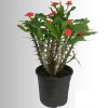 Euphorbia-milii-“Vulcanus-Red”-Spina-di-Cristo-Le-Georgiche.jpg