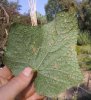 Peronospora del cetriolo (6) [Larghezza Max  640 Altezza Max  480].jpg
