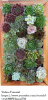 Succulent vertical garden.png