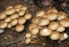 Pholiota squarrosa.jpg Pholiota squarrosa.jpg