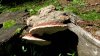 Polyporus .jpg Polyporus .jpg
