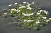 Ranunculus aquatis 5.jpg